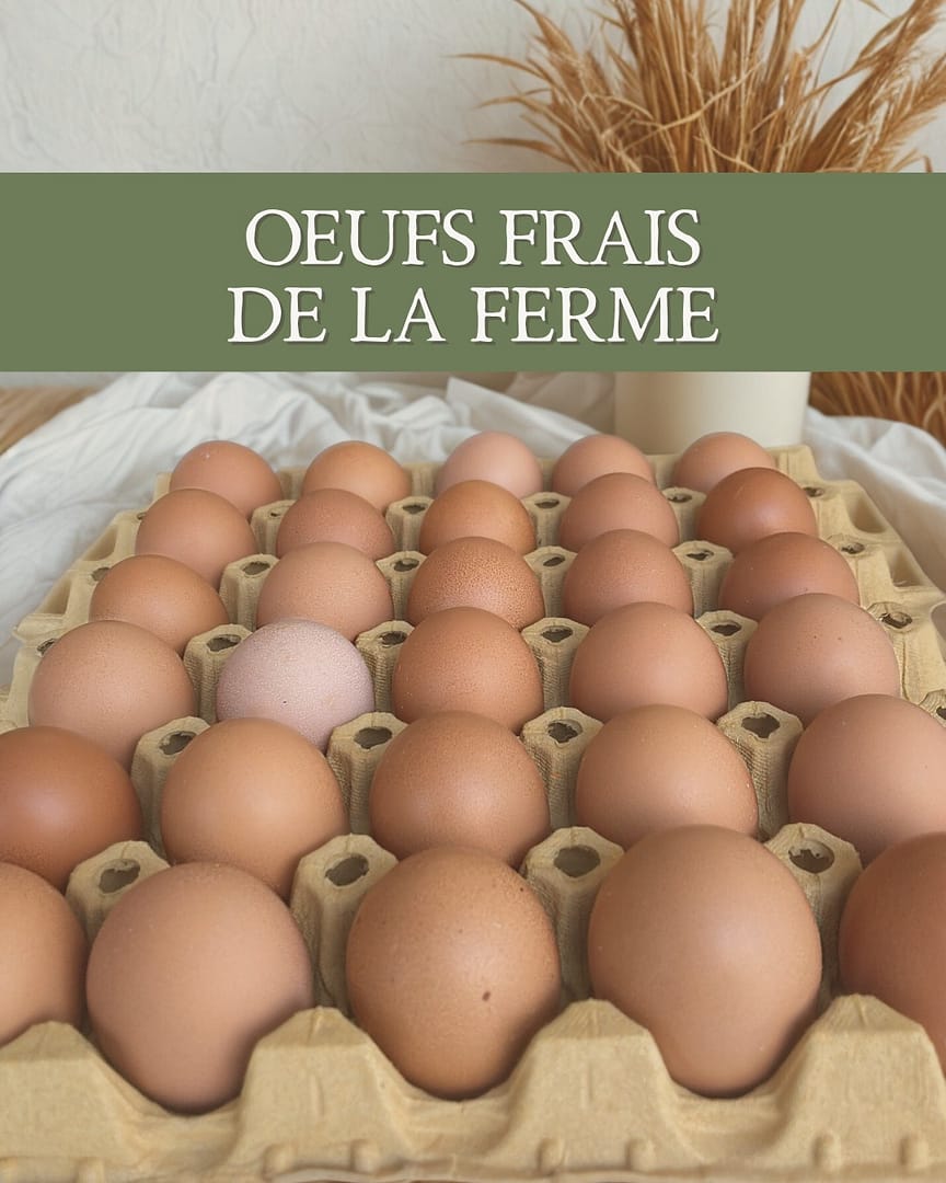 🥚✨ Des œufs frais de la ferme chez Aventivrac ✨🥚

Des œufs locaux, frais et pleins de goût, directement de la ferme… rien de mieux pour vos petits-déjeuners, vos pâtisseries ou vos plats du quotidien 💛

Du simple, du bon, du local… comme on aime 😍

#aventivrac #avenches #oeufs #oeufsfrais #local #consommerlocal #epicerie #vrac #produitslocaux